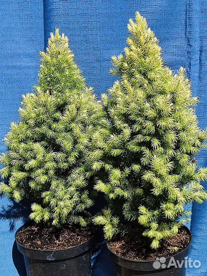 Ель Sun of the sky