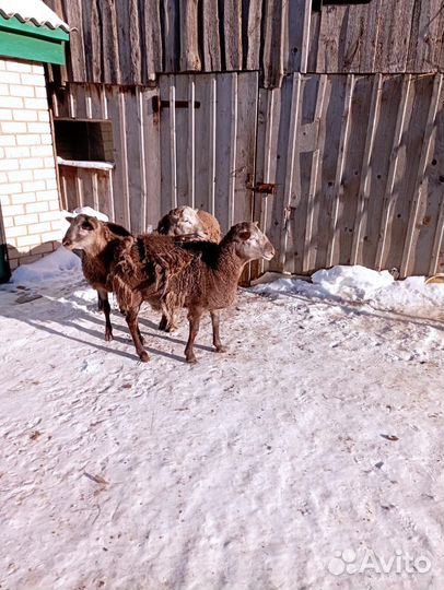 Катумские бараны