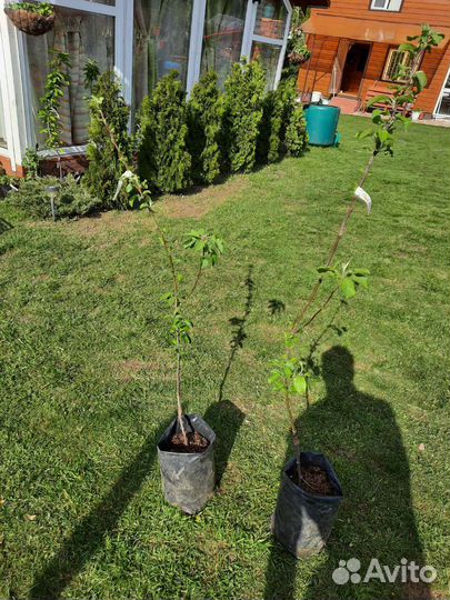 Яблоня Лигол саженцы