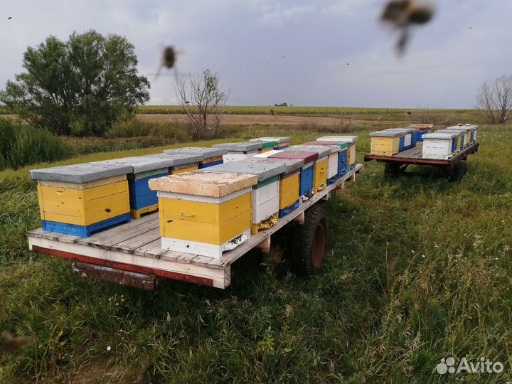 Продам пасеку под ключ