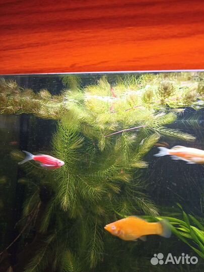 Аквариумное растение