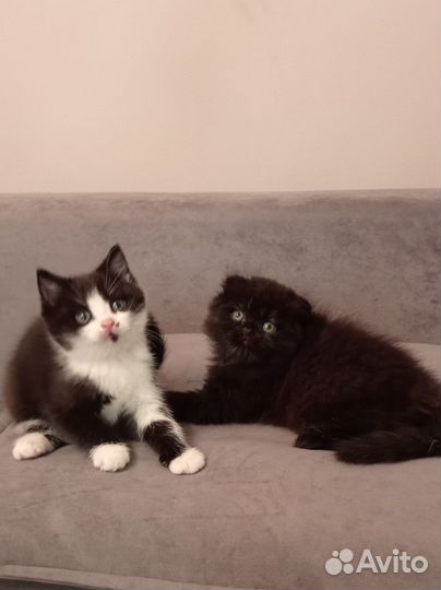 Шотландские котята