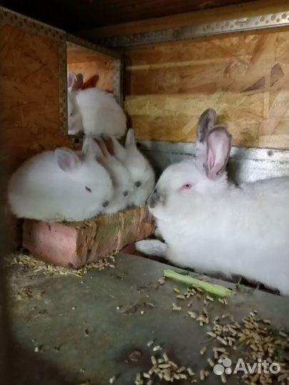 Клетки для кроликав