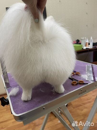 Стрижка собак и кошек