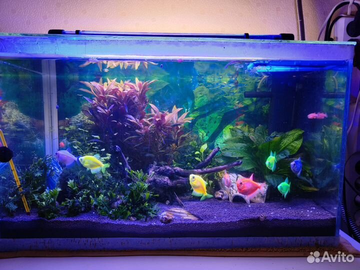 Аквариумные рыбки отдам бесплатно