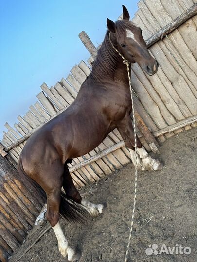 Жеребец владимирский тяжеловозной породы