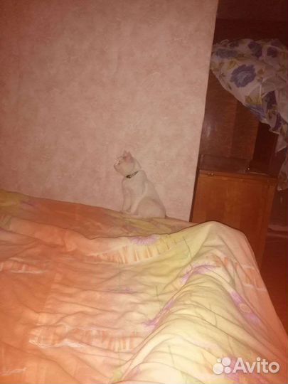 Отдам кошку в добрые руки