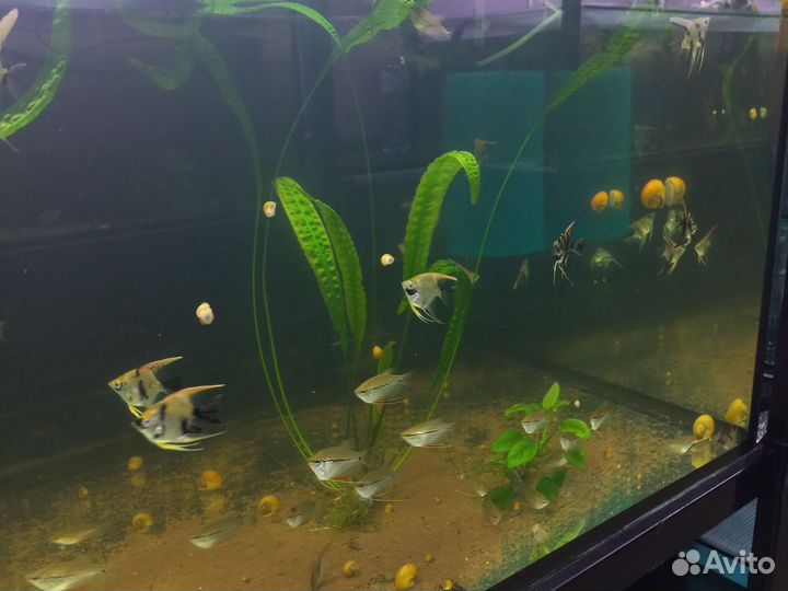 Аквари.Ru.рб