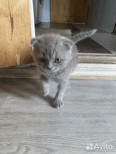 Шотландский вислоухий кот бесплатно