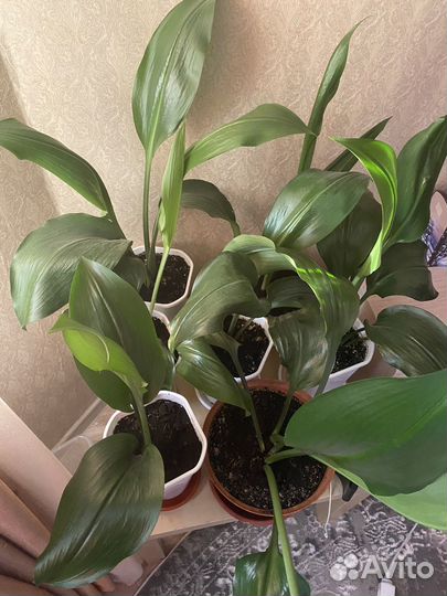 Эухарис амазонская лилия