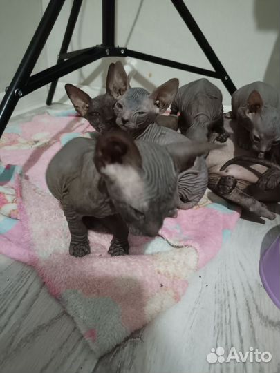 Кошка Сфинкс