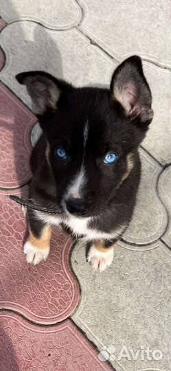 Не обычная голубоглазка