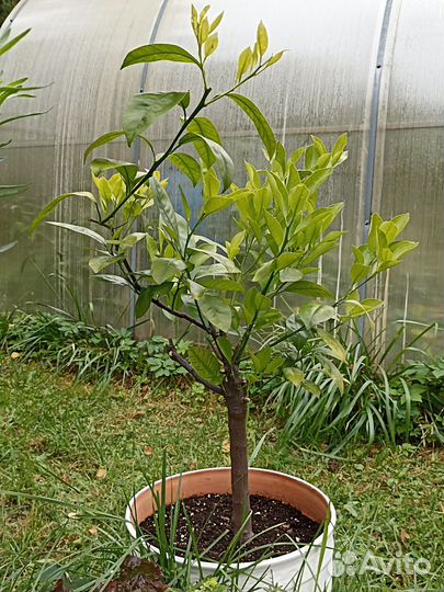 Комнатные растения