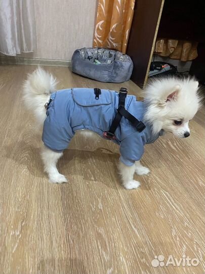 Комбинезон для собаки