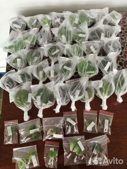 Фиалки (Сенполии)