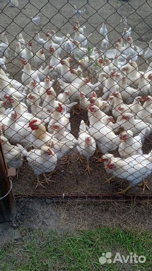 Молодые петушки