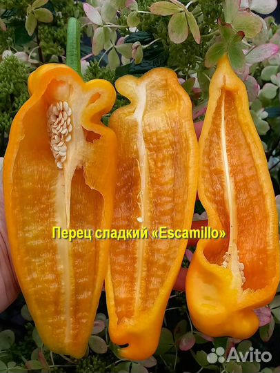 Перец сладкий «Escamillo» 10 семян