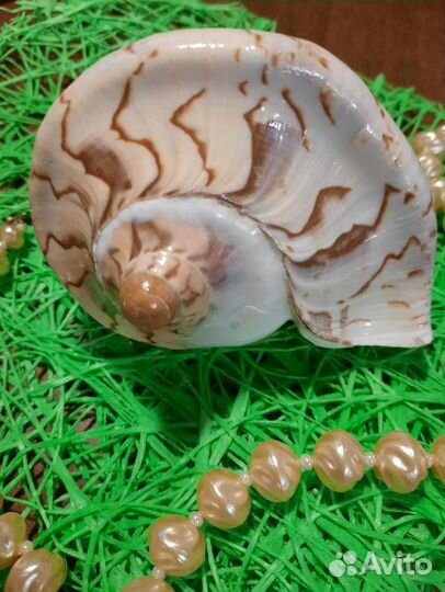 Раковина Морская ракушка цимбиола