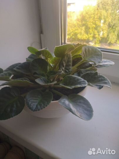 Женское счастье