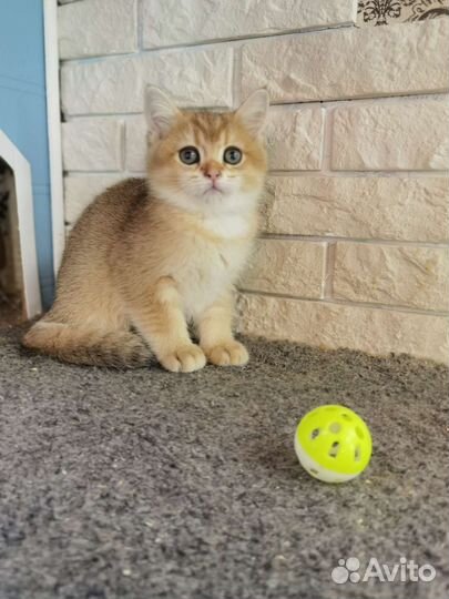 Британская золотая девочка