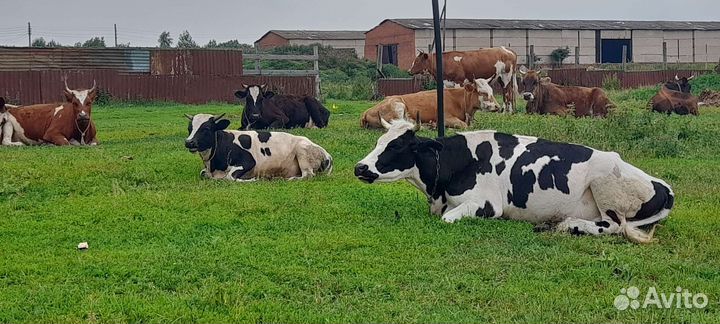 Искусственное осеменение коров импортным семенем