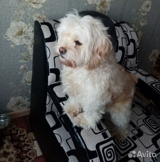 Продам щенка (кобелек)