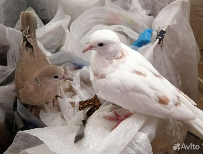 Смеющиеся горлицы