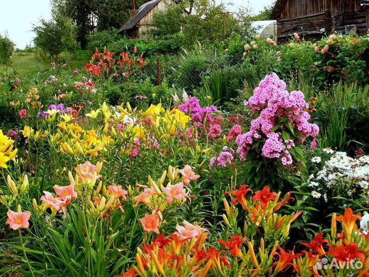 Многолетние цветы для сада, 50 видов