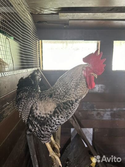 Петухи породы доминант