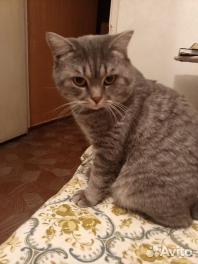 Британская