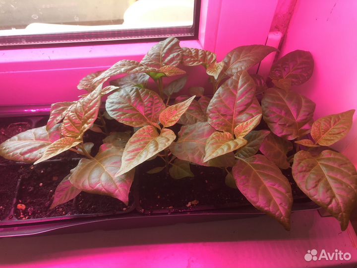 Рассада острого перца Каролина Рипер