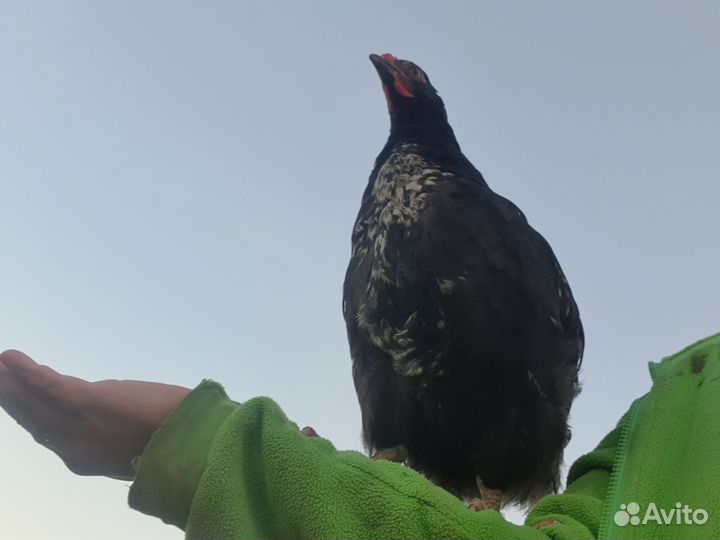 Молодые петушки. Крупной породы