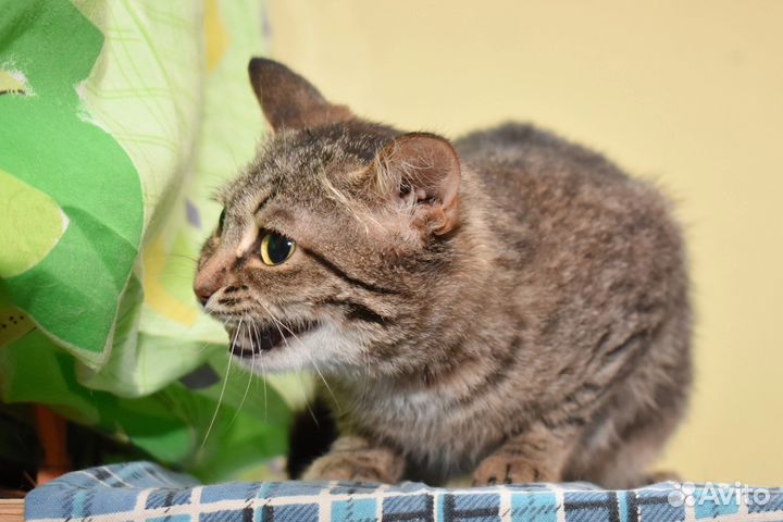 Кошка в дар