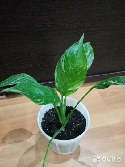 Монстера Альба, Спатифиллумы, Сансивьерии 3 вида