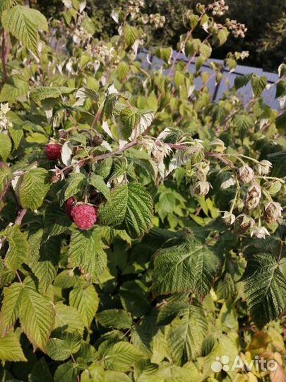 Ремонтантная малина (осенняя)
