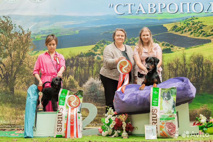 Хендлер. Выставки собак