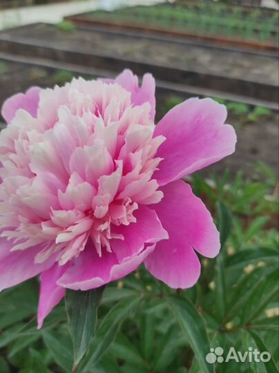 Пионы саженцы
