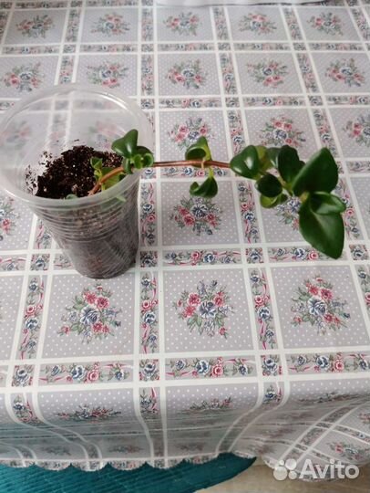 Нематантус, гипоцирта