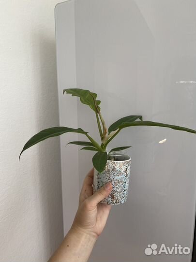 Филодендрон джангл бугги