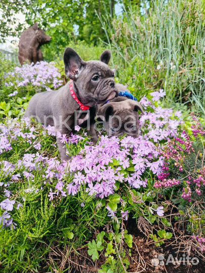 Французский бульдог щенки
