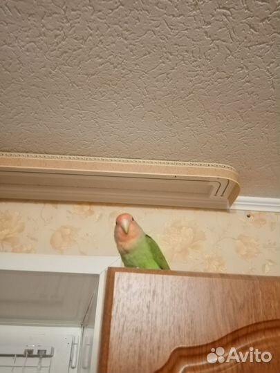 Попугай неразлучники с клеткой