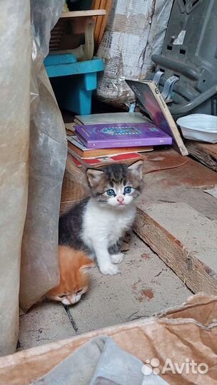 Кошки бесплатно