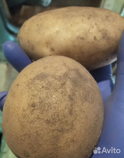 Продам картофель домашний