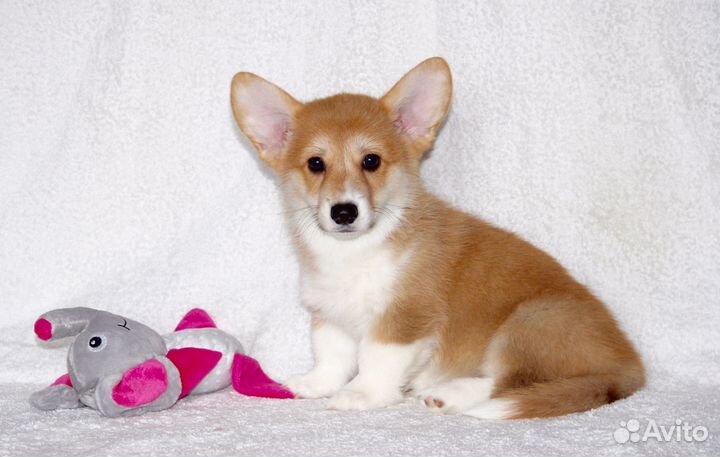 Вельш-корги пемброк