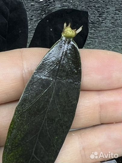 Замиокулькас черный (сорт raven)