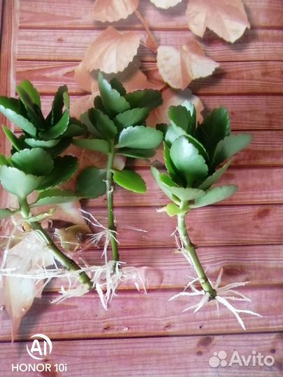 Каланхоэ цветущий