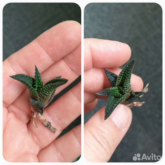 Молодые кактусы и суккуленты -1