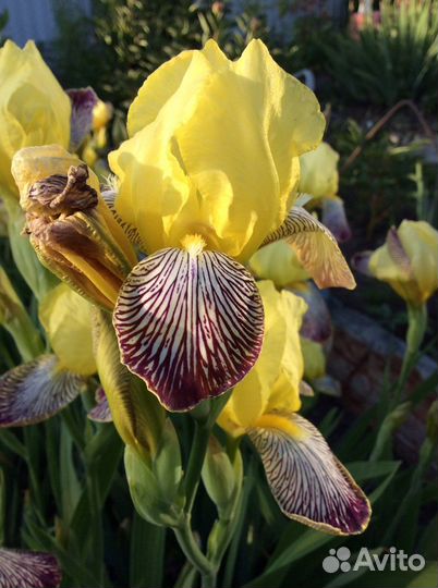 Ирисы бело-сиреневые и желто-сиреневые