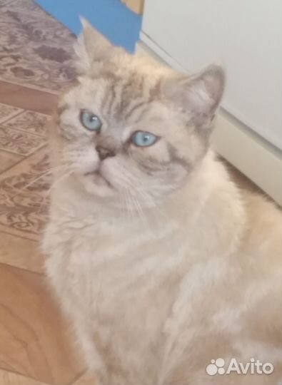 Найдена кошка