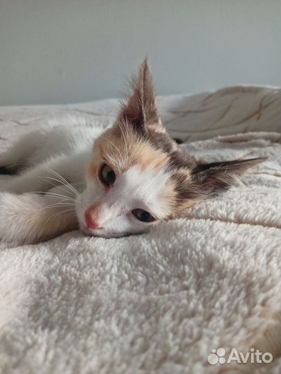 Котенок